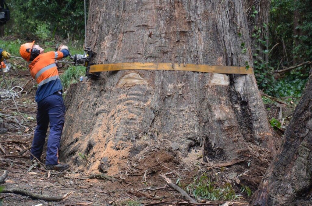 big tree removing